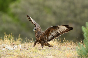 aguila ratonero con presa