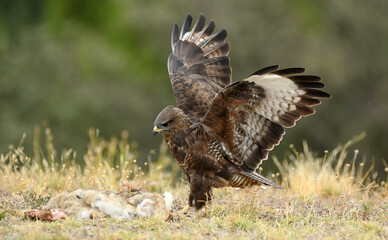 aguila ratonero con presa