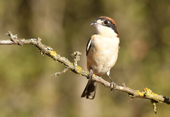 pajaro en el bosque