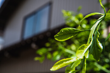 アゲハの卵を見つけたよ