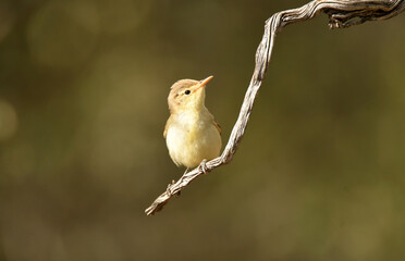 pajaro en el bosque
