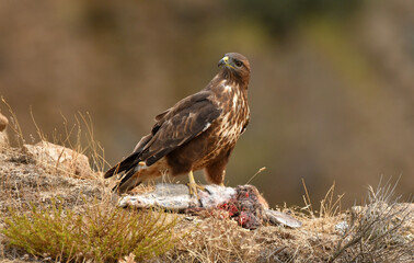 aguila ratonero con presa