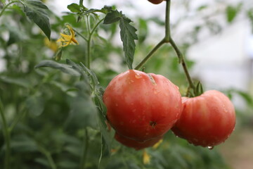 juicy ripe tomatoes on a bush in the garden