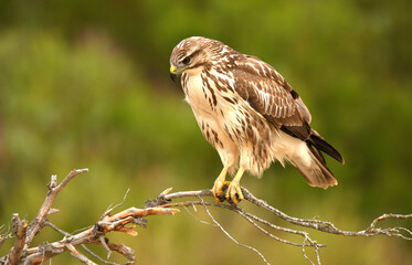 aguila ratonero con presa