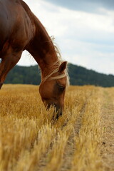Pferdeschönheit. Palomino auf dem Getreidefeld