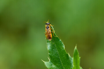 Feld-Blattwespe (Tenthredo campestris)	