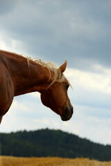 Pferdeschönheit. Palomino auf dem Getreidefeld