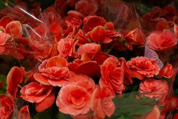 Red begonias are sold in the supermarket