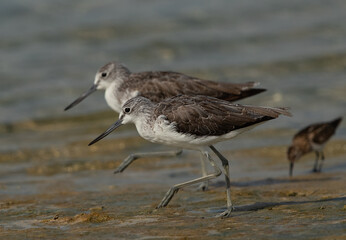 A pair of Greenshank moving at Busaiteen coast, Bahrain