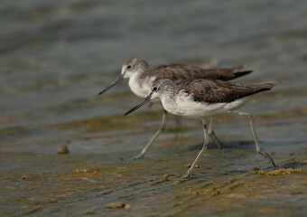A pair of Common Greenshanks at Busaiteen coast, Bahrain