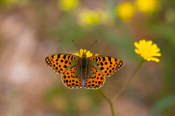 red butterfly on yellow flower, Issoria lathonia