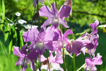 Dendrobium Genting 