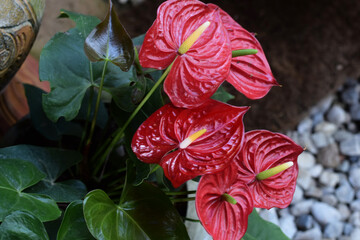 Laceleaf tropical flowers