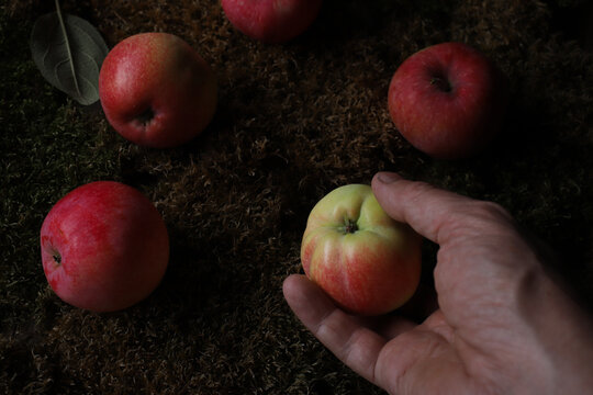 A Hand Reaching For A Fallen Apple