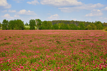 A field of pink clover. Forest. Green trees against a blue sky with clouds.