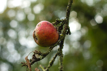 Apple tree red fruit