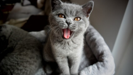 S&uuml;&szlig;e Kitten - g&auml;hnende und scheidende britisch Kurzhaar Katze 