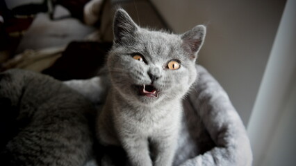 Süße Kitten - wütende britisch Kurzhaar Katze 