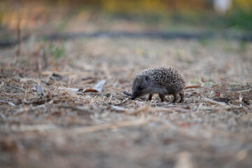 Baby hedgehog
