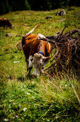 cow in a field