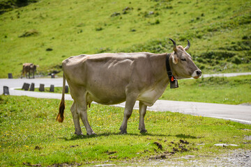Naklejka na ściany i meble swiss brown cow herd by the road towards klausenpass