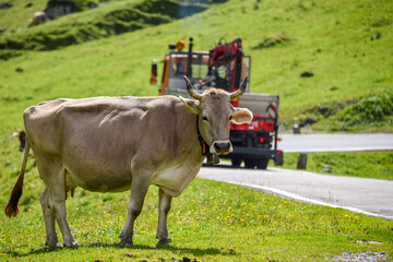 swiss brown cow by the road towards klausenpass