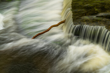 A branch of a tree in the Lower Falls of the Aysgarth Falls, North Yorkshire, England, UK