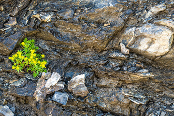 Yellow flowers growing from the stones of a rocky mountain in the swiss alps