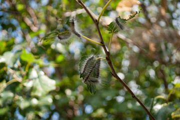 A massive invasion of the burdock caterpillar recorded in Ukraine