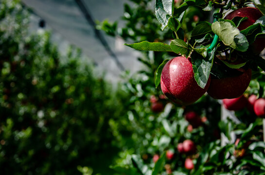 Apple In South Tyrol