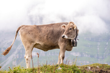 Brown young cow on a peak of the swiss alps looking back