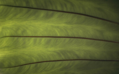  Green leaves  background