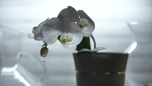 Orchid shades water droplet in close up slow motion