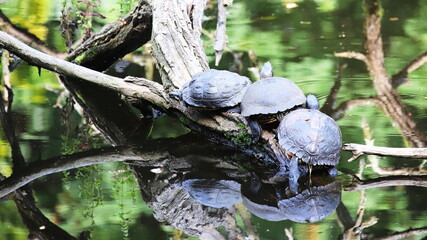 Schildkröten sitzen auf Baumstamm in der Sonne