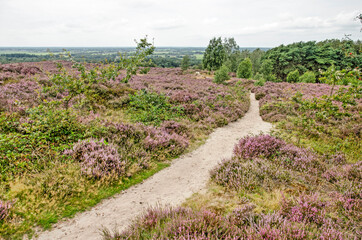 Sandy path between the low hills in Sallandse Heuvelrug National Park in the Netherlands, with a...