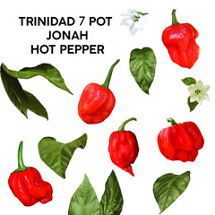 Watercolor illustration 7 Pot Jonah hot pepper collection set	
