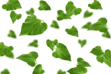 Naklejka premium Falling Sunflower leaves, isolated on white background, selective focus