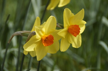 Fototapeta premium beautiful sunlit yellow daffodils with an orange middle on a sunny day in April on Island of Mainau, Germany