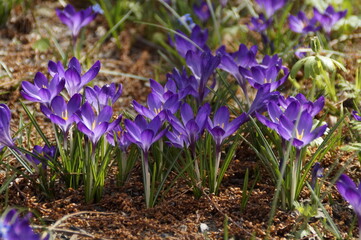 beautiful purple crocuses on a sunny day in early spring