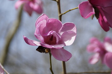 a beautiful pink magnolia on a sunny spring day on Mainau Island