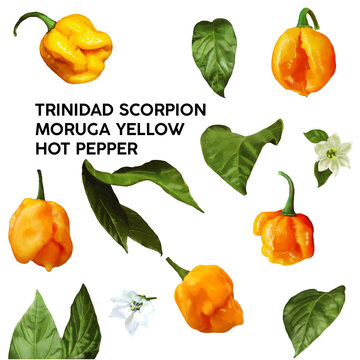 Watercolor illustration Trinidad scorpion moruga yellow hot pepper collection set	