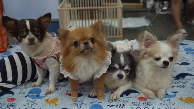 Four dogs are pose for a photo.