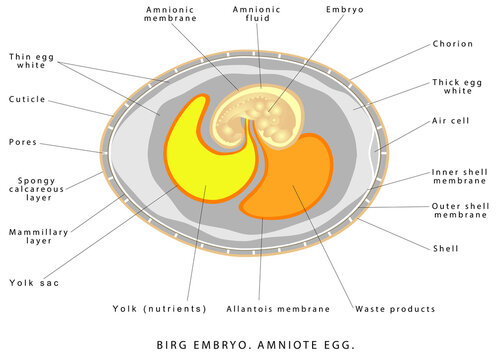 Bird embryo. Structure bird egg. Amniote egg. The internal structure of an amniotic egg the produced by reptiles, birds & egg-laying mammals. Porous shell. Interior view of a bird's egg.