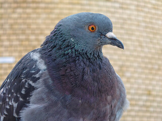 gray city pigeon with orange eyes close-up