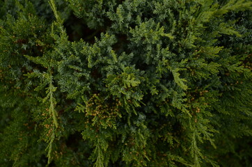 Fern Bush