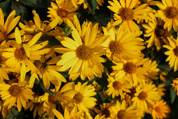 Top view of background of blooming yellow heliopsis flowers growing in field in summer on sunny day 
