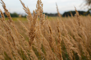 Fototapeta premium Twigs of dry grass growing in field in countryside in summer on cloudy day 