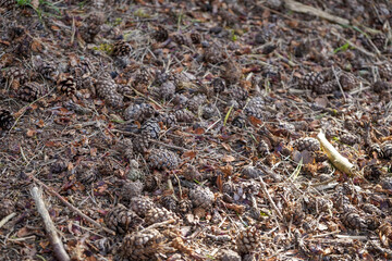 Close up of pine covered forest floor