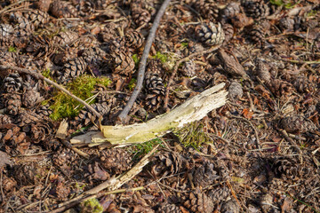 Close up of pine covered forest floor