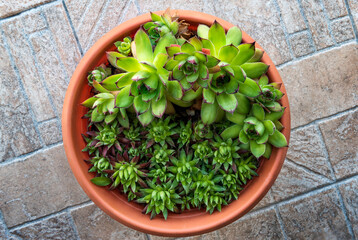 Sempervivum tectorum, commonly known as Common Houseleek in a flower pot with manny outgrowing offshoots. Top View